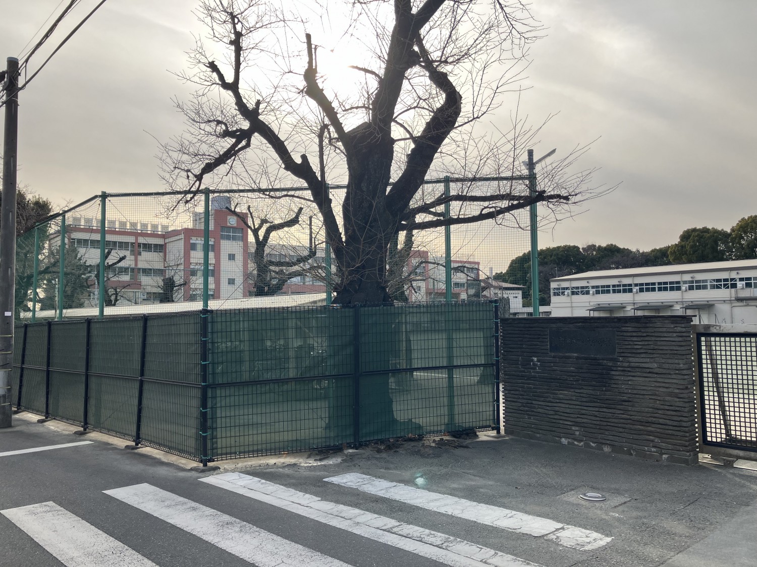 調布市立神代中学校　650ｍ