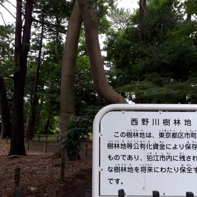 西野川樹林地